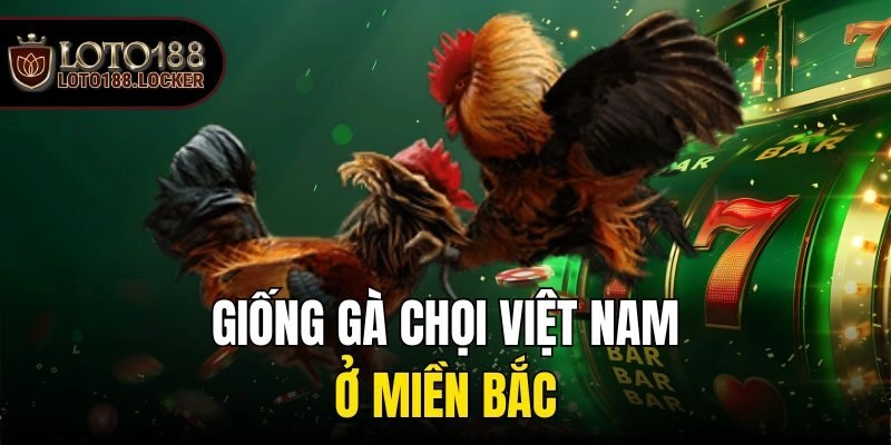 Giống gà chọi Việt Nam ở miền Bắc